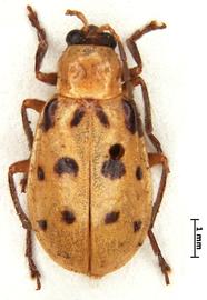               Diabrotica tenella LeConte, lectotype, male,   habitus, dorsal view       