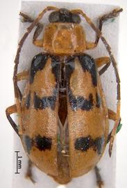              Diabrotica tessellata Jacoby, lectotype, male, habitus,   dorsal view       