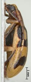              Diabrotica tibialis Jacoby, male, habitus, lateral   view       