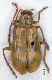              Diabrotica tortuosa Jacoby, paralectotype, female, habitus,   dorsal view       