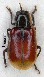              Diabrotica tricolor Jacoby, homoparalectotype, USNM,   male, habitus, dorsal view       