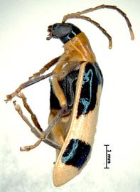              Diabrotica trifurcata Jacoby, habitus, lateral   view       