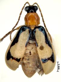              Diabrotica trifurcata Jacoby, habitus, dorsal   view       