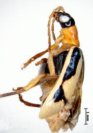              Diabrotica trifurcata Jacoby, habitus, lateral   view       