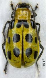              Diabrotica undecimpunctata howardi Barber, habitus,   dorsal view       