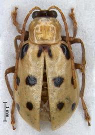              Diabrotica undecimpunctata tenella LeConte, habitus, dorsal   view       