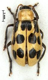              Diabrotica soror LeConte, paralectotype, male, habitus, dorsal   view       