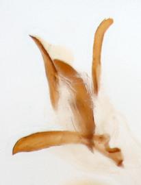              Diabrotica soror LeConte, paralectotype, internal sac, lateral view at   left       