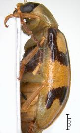   Diabrotica costaricensis  Derunkov, Prado, Tishechkin, Konstantinov, paratype, habitus, lateral view 