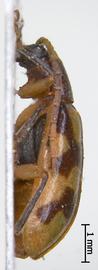              Diabrotica variegata Jacoby, paralectotype, male, MCZ, habitus, lateral   view       