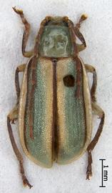              Diabrotica virescens hausteca Krysan&Smith, habitus, dorsal   view       