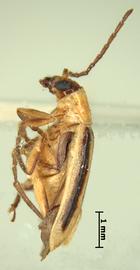              Diabrotica virgifera virgifera LeConte, lectotype, habitus, lateral   view       