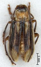              Diabrotica virgifera virgifera LeConte, habitus, dorsal   view       