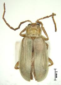              Diabrotica virgifera zeae Krysan&Smith, holotype, male, habitus, dorsal   view       