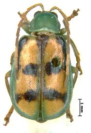              Diabrotica viridicollis Jacoby, paralectotype, male, habitus, dorsal   view       