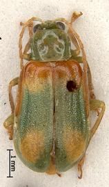              Diabrotica viridula (Fabricius), habitus, dorsal view       