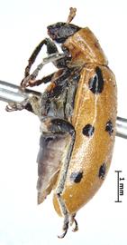              Diabrotica duodecimnotata Harold, lectotype, habitus, lateral   view       