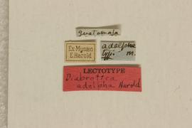              Diabrotica adelpha Harold, lectotype, labels       