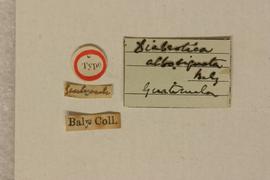              Diabrotica albosignata Baly, lectotype,   labels       