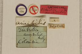              Diabrotica amabilis Baly, lectotype, labels       