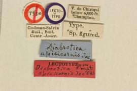              Diabrotica apicicornis Jacoby, lectotype, labels       