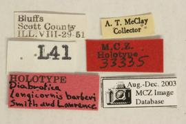              Diabrotica barberi Smith&Lawrence, holotype   labels       