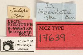              Diabrotica bioculata Bowditch, lectotype,   labels       