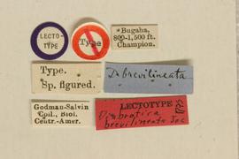              Diabrotica brevilineata Jacoby, lectotype, labels       