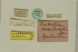   Diabrotica  martinjacobyi   Derunkov, Prado, Tishechkin, Konstantinov, paratype, labels 