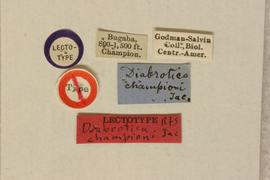              Diabrotica championi Jacoby, lectotype   labels       