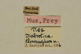              Diabrotica chromophora Bechyné, holotype,   labels       