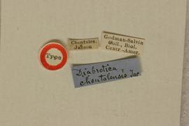              Diabrotica chontalensis Jacoby, holotype,   labels       