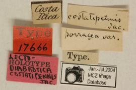              Diabrotica costatipennis Jacoby, lectotype,   labels       