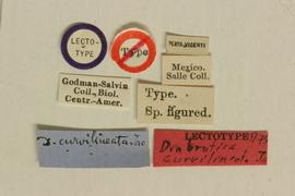              Diabrotica curvilineata Jacoby, lectotype, labels       