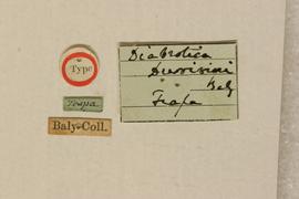              Diabrotica duvivieri Baly, lectotype,   labels       