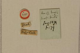              Diabrotica fraterna Baly, lectotype, labels,   underside       