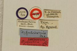              Diabrotica fulvicornis Jacoby, lectotype, labels       