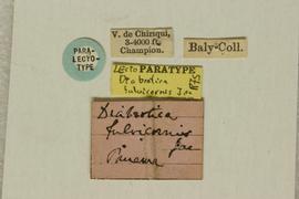              Diabrotica fulvicornis Jacoby, paralectotype, labels       