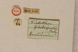              Diabrotica fulvosignata Baly, lectotype,   labels       