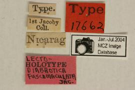              Diabrotica fuscomaculata Jacoby, lectotype, labels       