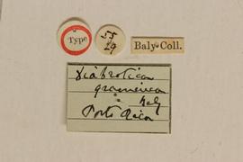              Diabrotica graminea Baly, lectotype, labels       