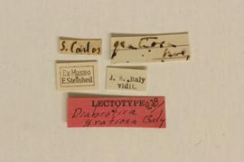              Diabrotica gratiosa Baly, lectotype, labels       