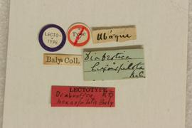              Diabrotica hexaspilota Baly, lectotype, labels       