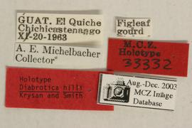              Diabrotica hilli Krysan&Smith, holotype,   labels       