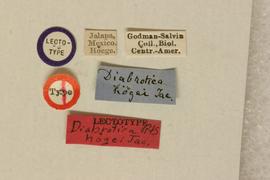              Diabrotica hogei Jacoby, lectotype,   labels       