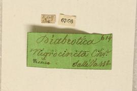              Diabrotica hogei Jacoby, male, labels       