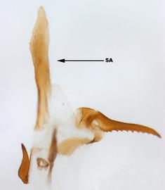              Diabrotica curvipustulata Baly, USNM, internal sac,   ventral view       