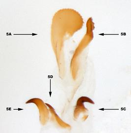              Diabrotica duplicata Jacoby, internal sac, ventral   view       