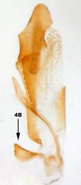              Diabrotica longicornis (Say), internal sac, ventral   view       