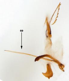              Diabrotica piceonotata Jacoby, internal sac, ventral   view       